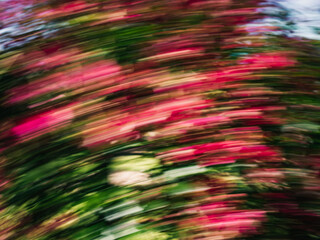 Flowers with motion blur