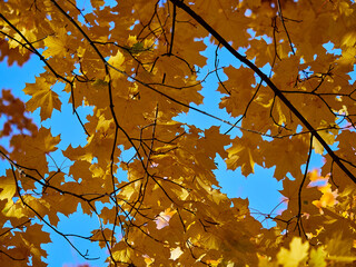Yellow Autumn background or texture. Bright maple leaves as backdrop and texture