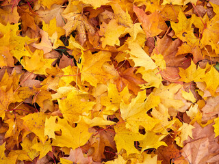 Yellow Autumn background or texture. Bright maple leaves as backdrop and texture