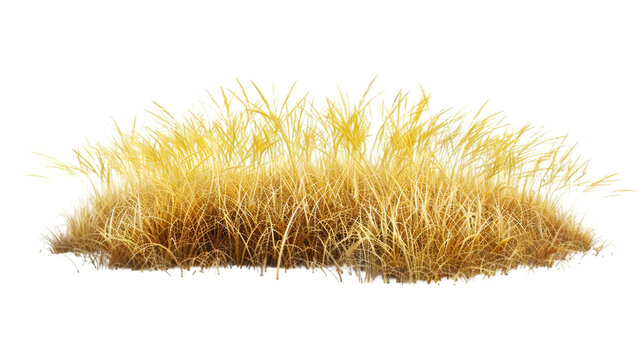 yellow grass png