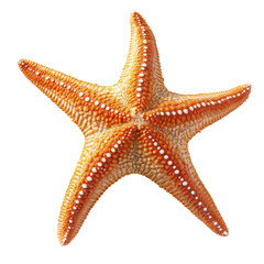Starfish with orange and white color, isolated on transparent background.