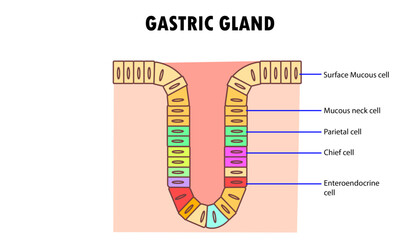 Cells of the gastric gland labeled diagram