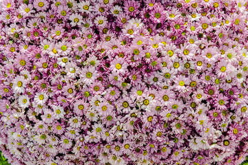 Beautiful flowers decorations, flower background, backdrop wedding decoration, rose pattern, colorful background, bunch of flowers