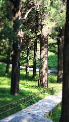 Fototapeta premium Exploring the Beauty and Benefits of Wood: Nature's Versatile Material