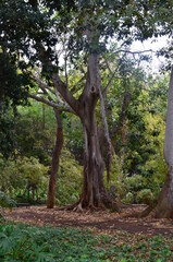 Obraz premium Large trees in Garcia Sanabria Park in Santa Cruz de Tenerife, Spain