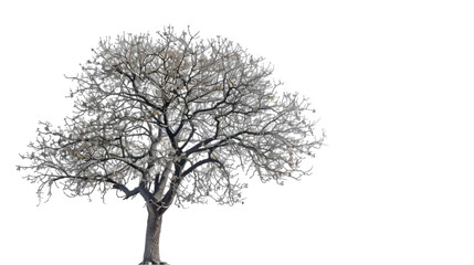 Obraz premium leafless tree png