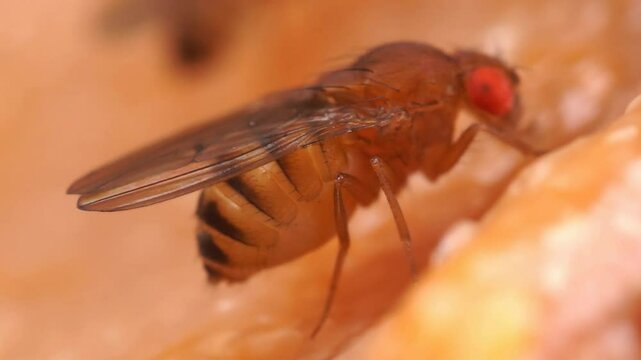 Macro Video of Tropical Fruit Fly Drosophila Diptera Parasite Insect Pest Feeding on Fruit