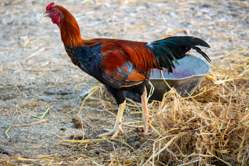 Free-Range Rooster in Natural Habitat: Rural Outdoor Scene