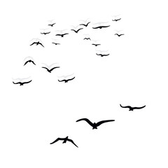 birds fly high in a flock