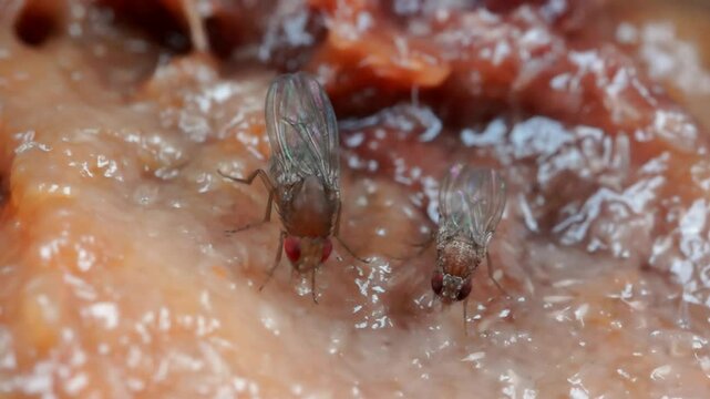 Macro Video of Drosophila Diptera Parasitic Fruit Flies Pests Feeding on Fruit