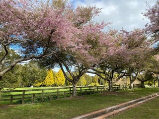 Beautiful cherry blossoms blooming in the garden at spring time