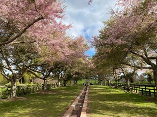 Beautiful cherry blossoms blooming in the garden at spring time