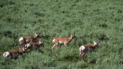 herd of deer in the field