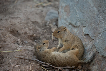 chipmunk on the ground