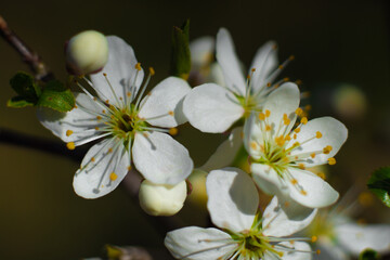 kwiaty śliwy © wojwarm