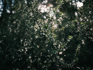 Plant foliage