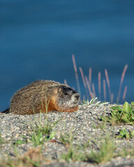 marmot in the grass