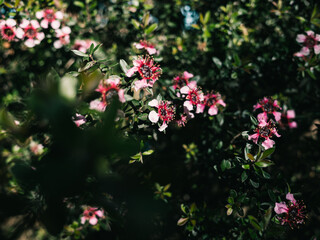 Spring flowers