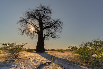 Beautiful baobab tree in sunset light, Moremi game reserve, Botswana, Africa