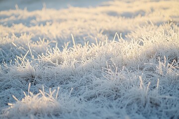 Obraz premium winter morning landscapes, the enchanting sight of frost-kissed grass blades sparkling in the autumn sun on a crisp morning is truly breathtaking
