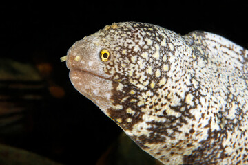 Snowflake Moray (Echidna nebulosa, aka Clouded Moray). Ambon, Indonesia