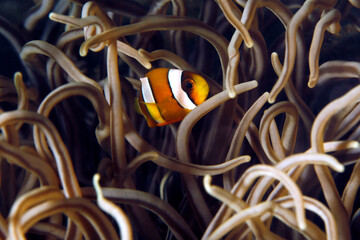 Baby Clownfish in an Anemone. Ambon, Indonesia