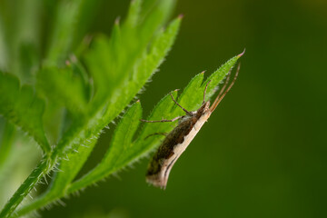 Diamond-back Moth - Plutella xylostella, beautiful small cabbage moth from European meadows and gardens, Zlin, Czech Republic.