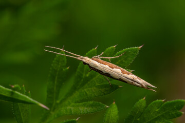 Diamond-back Moth - Plutella xylostella, beautiful small cabbage moth from European meadows and gardens, Zlin, Czech Republic.