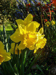 Magnificent daffodil flower (Narcissus pseudonarcissus) also known as Easter daffodil.