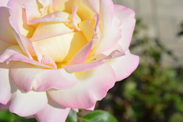 Beautiful gardens, beautiful summer nature. A large bud of blossoming white pink roses with green leaves, illuminated by the sun's rays.