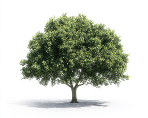 Obraz premium lush green tree stands prominently against white background, showcasing its vibrant foliage and sturdy trunk. This captures essence of natures beauty and tranquility