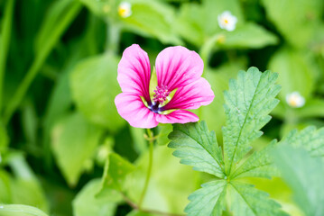 Funnel mallow detail of pink blossom