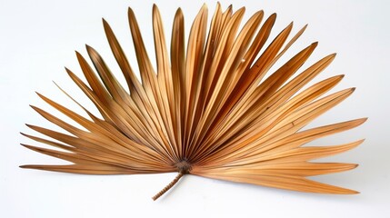 Dried Palm Leaf Fan on White Background