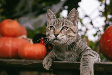 Fototapeta premium Funny cat in a Halloween hat is lying on a table with pumpkins. Holidays, pet food, veterinary clinic concept.