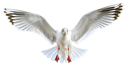 Obraz premium flying seagull png
