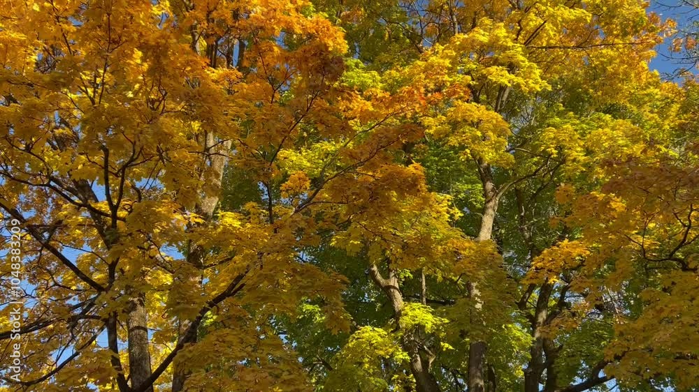 Poster maple trees in the park with red and yellow leaves in golden autumn. the concept of accurate weather