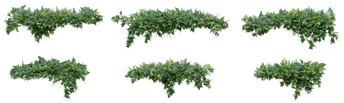 Hedera hibernica plant, Atlantic ivy or vine for decorate wall, pillar and fence with isolated on transparent background. png file, 3d rendering illustration, clip art and cut out