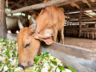 cows feeding on chopped vegetables and greens in a rural farm setting, cows, adorned with ropes...