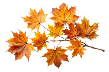 Fototapeta premium Cluster of Autumn Maple Leaves