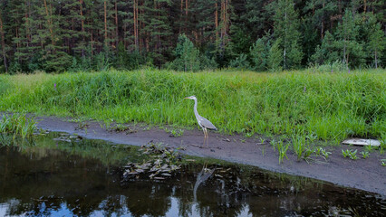 The photo shows a bird standing on the shore of a lake and looking for prey