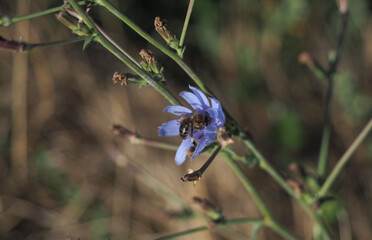 Abeja