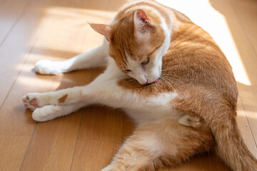 床に寝そべって毛づくろいをする猫　茶トラ白