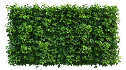 Obraz premium ivy wall png
