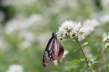 旅をする蝶　アサギマダラ