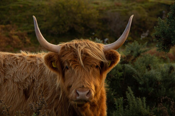 Highland Cow