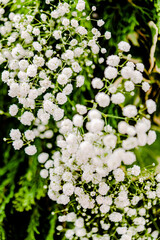 Beautiful flowers decorations, flower background, backdrop wedding decoration, rose pattern, colorful background, bunch of flowers