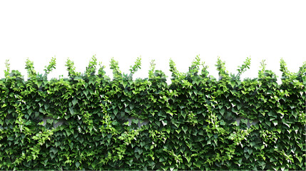 ivy wall png