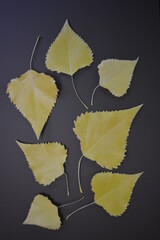 Unusual and creative photos of bright, dry, golden poplar leaves are arranged in different versions on brown, dark, black backgrounds.