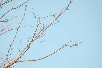 Bare branches reach towards clear blue sky, showcasing beauty of nature in transition. delicate buds hint at promise of new growth and arrival of spring