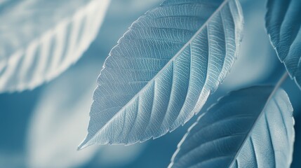 Obraz premium A leafy silver leaf with a shiny, reflective surface